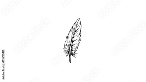 Vintage sketch of a feather on a white background  