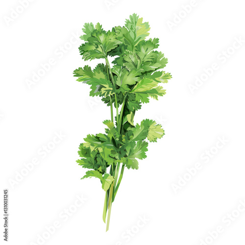 Realistic Cilantro green coriander leaf vector illustration 