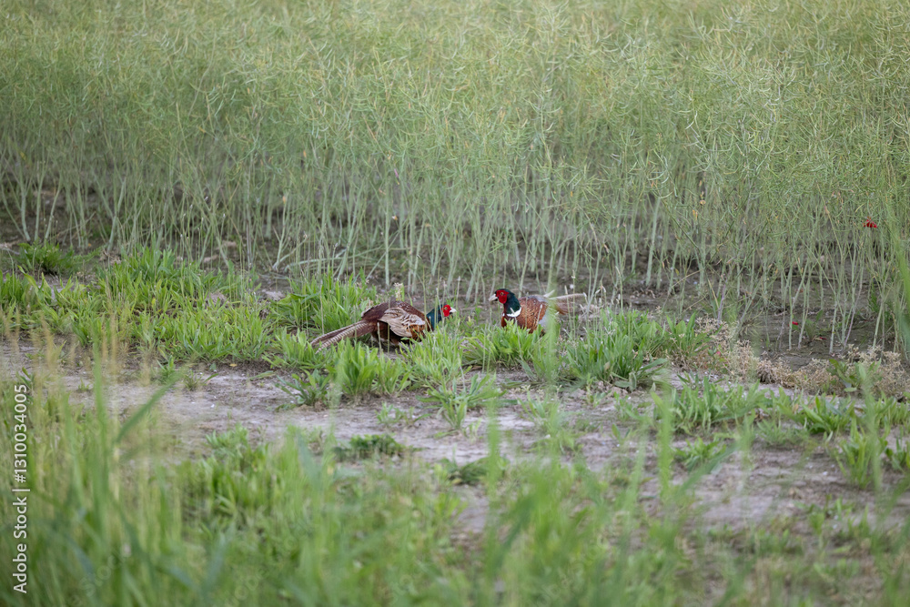 dettaglio di due fagiani maschi durante la stagione dell'accoppiamento che combattono tra loro nei campi, in un ambiente naturale di campagna nel nord-est Italia