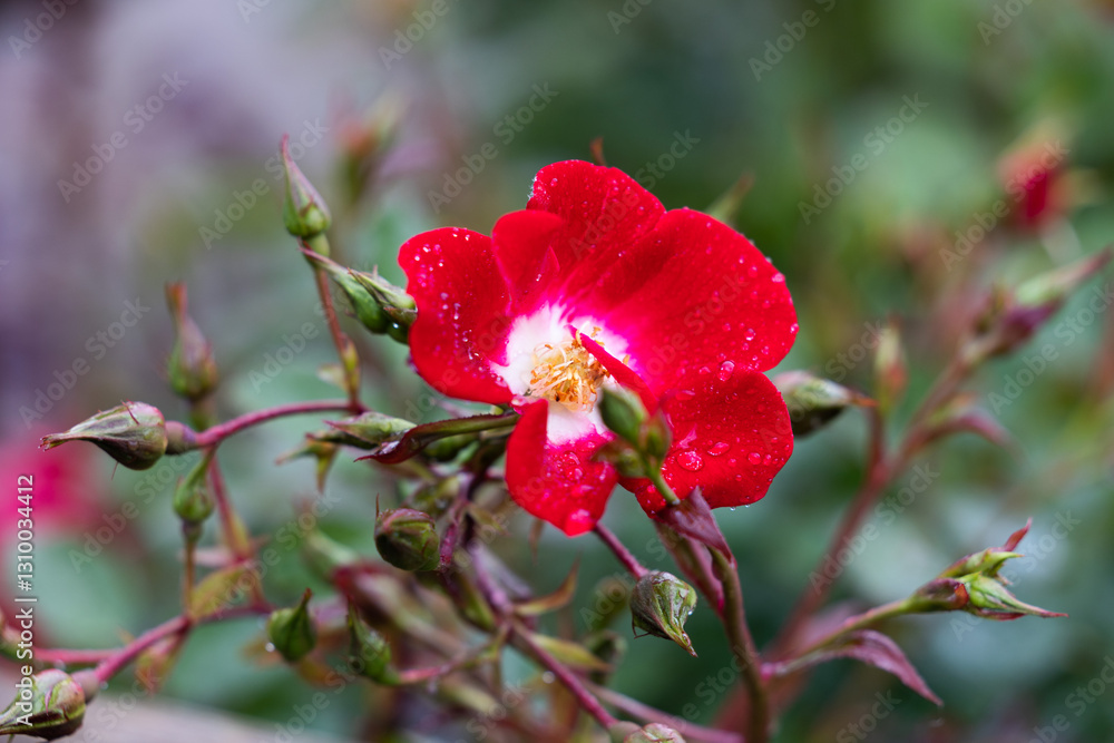 vista macro di una pianta con una rosa rossa e vari germogli su sfondo sfuocato
