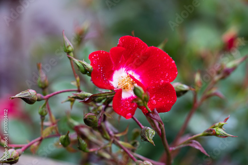 vista macro di una pianta con una rosa rossa e vari germogli su sfondo sfuocato