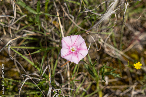 Obraz na płótnie vista macro di un fiore dai petali con sfumature di rosa e magenta, in un ambiente naturale, in mezzo all'erba, tra primavera ed estate w salonie