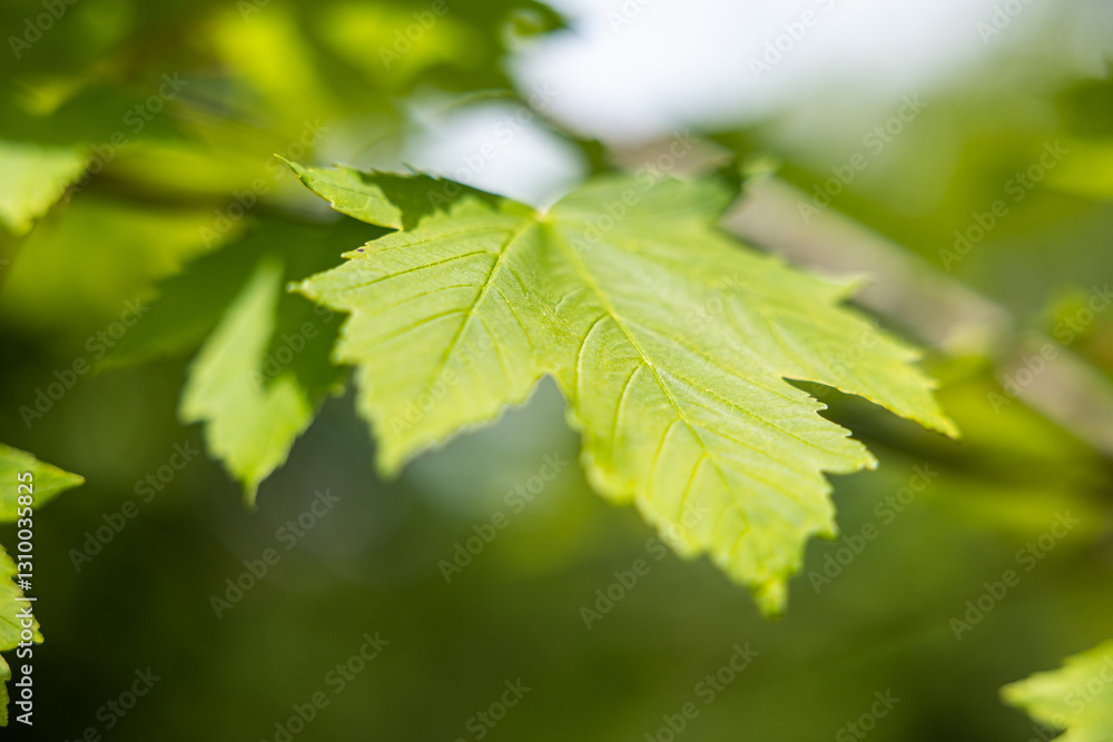 vista macro di grandi foglie verdi di forma palmata, attaccate ai rami di un albero, di giorno, in estate