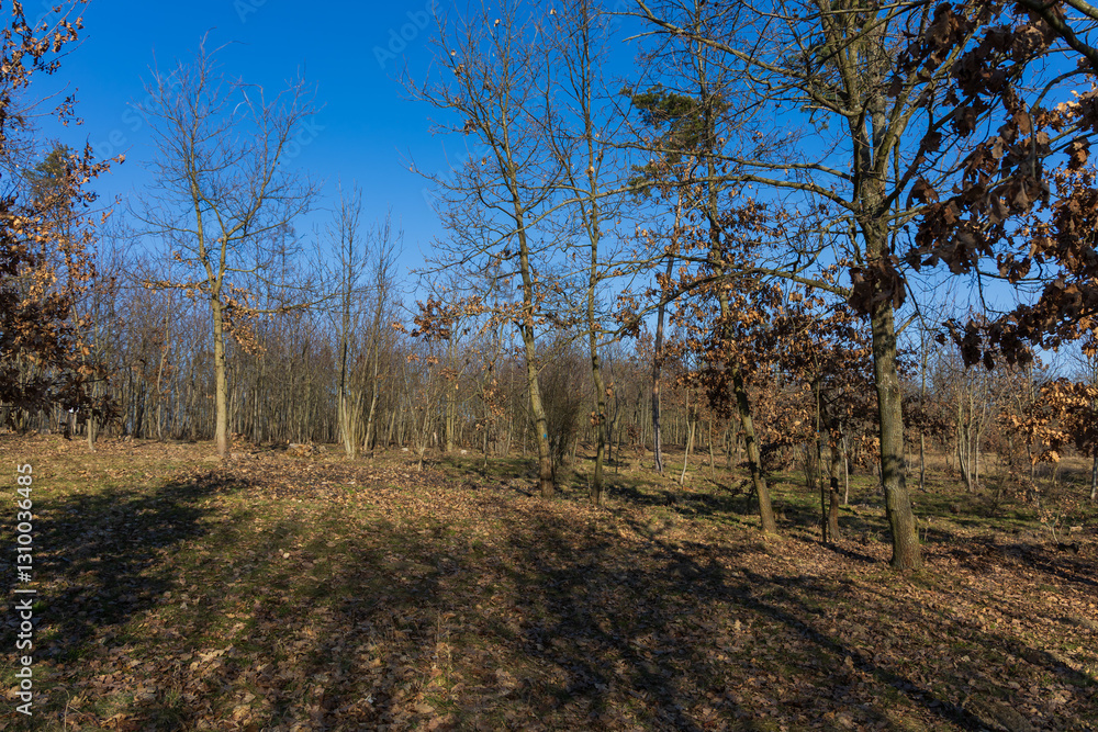 Poinsettia meadow in the Kamenny vrch nature reserve in Brno on March 5, 2025 Poinsettia meadow in the Kamenny vrch nature reserve in Brno on March 5, 2025