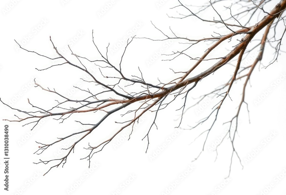 Bare, intertwined branches against pure white backdrop, delicate, minimalist Bare, intertwined branches against pure white backdrop, delicate, minimalist