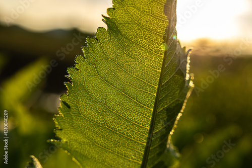 Obraz na płótnie vista macro di una grande foglia verde di una pianta di vite, in controluce, in estate w salonie