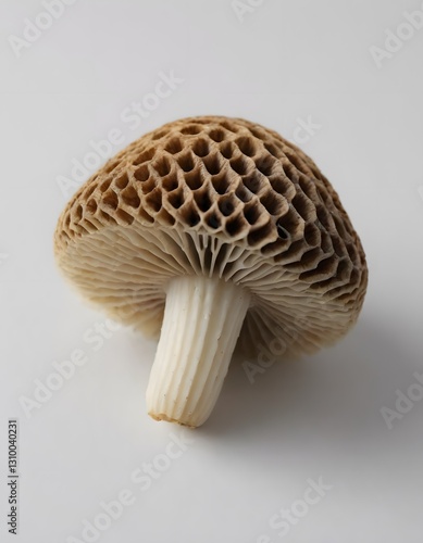 A honeycomb-like mushroom on a white background.