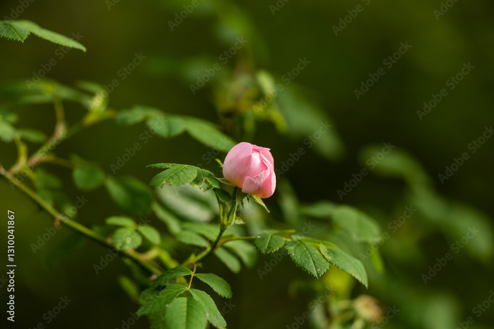 vista macro di un germoglio selvatico di un fiore di rosa canina in un ambiente naturale in estate