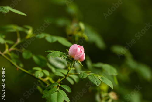Obraz na płótnie vista macro di un germoglio selvatico di un fiore di rosa canina in un ambiente naturale in estate w salonie