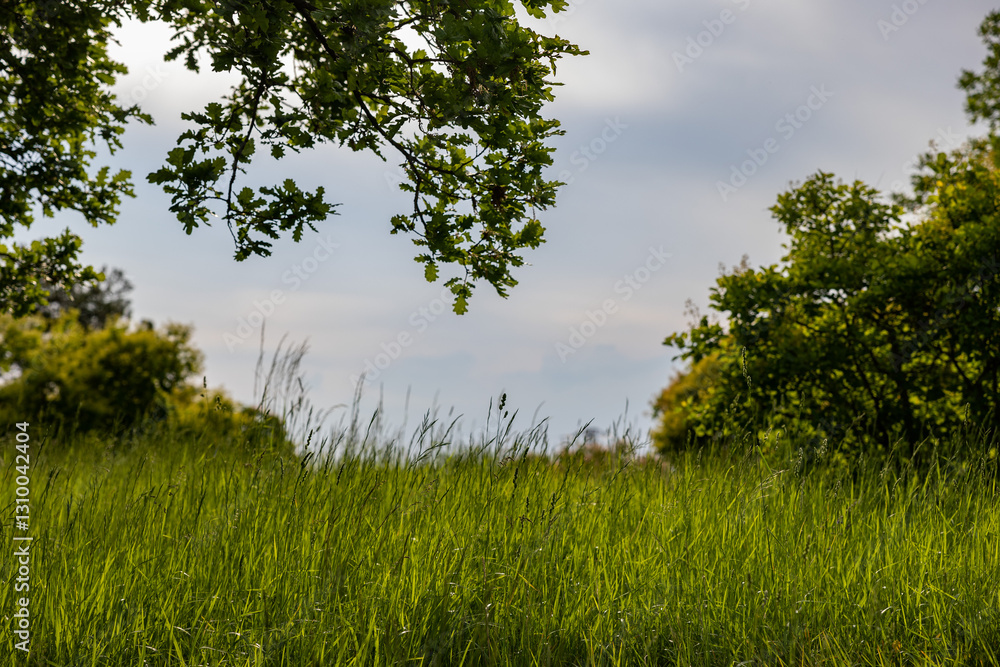 dettaglio di un campo con erba alta in primo piano, un albero e dei cespugli di colore verde sullo sfondo, con cielo nuvoloso, di giorno, in primavera