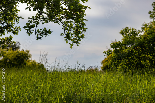 Obraz na płótnie dettaglio di un campo con erba alta in primo piano, un albero e dei cespugli di colore verde sullo sfondo, con cielo nuvoloso, di giorno, in primavera w salonie