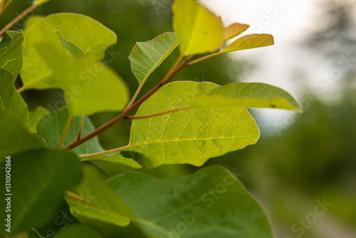 Obraz na płótnie vista macro delle foglie verdi di una pianta di scotano o albero di nebbia, sulle colline del Carso nell'Italia nord-orientale, di giorno, in estate w salonie