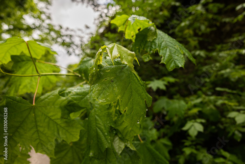 dettaglio su grandi foglie di forma palmata e di colore verde sui rami di un albero di acero, di giorno, in estate, bagnate dopo un temporale