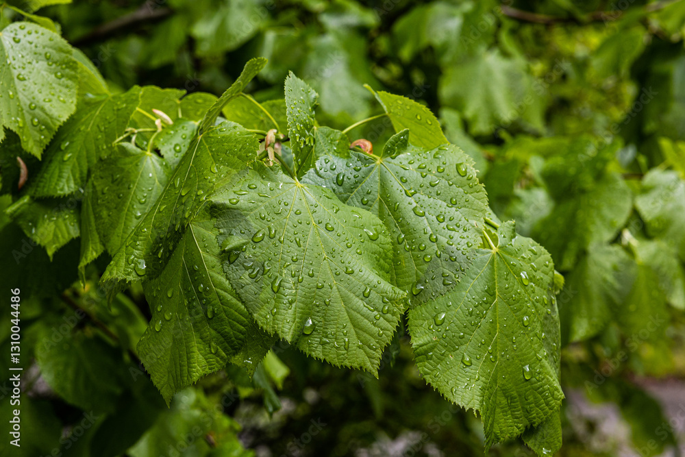 vista macro di tante grandi foglie verdi di un albero, bagnate da gocce di pioggia, nella natura