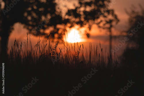 Obraz na płótnie Sagome nere di un campo d'erba in primo piano con sole e cielo al tramonto sullo sfondo w salonie