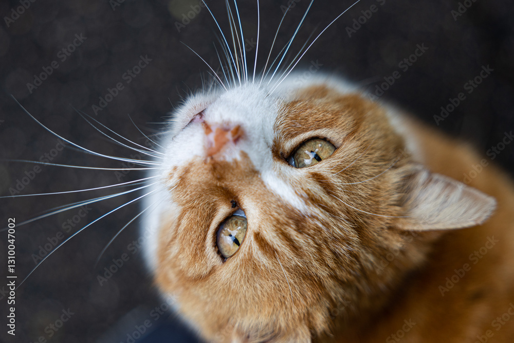 gatto dal pelo arancione e bianco e dagli occhi chiari e dorati, visto da vicino e da sopra, mentre guarda verso la fotocamera, su sfondo scuro