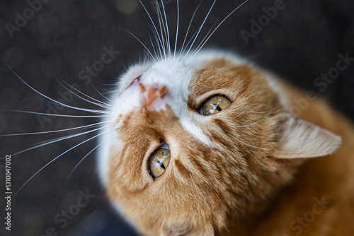 gatto dal pelo arancione e bianco e dagli occhi chiari e dorati, visto da vicino e da sopra, mentre guarda verso la fotocamera, su sfondo scuro