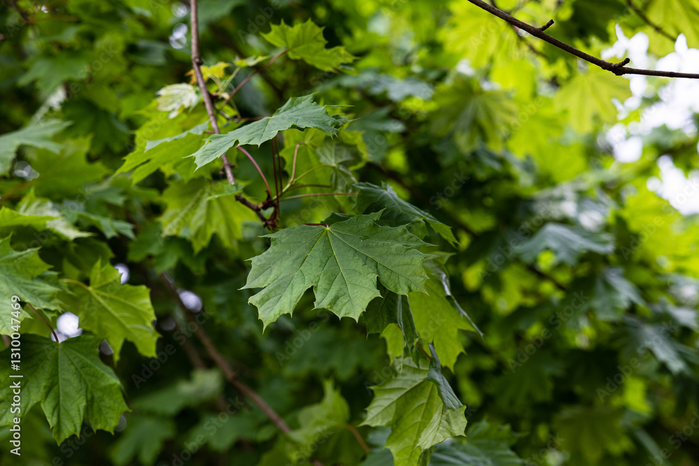 vista macro nel dettaglio di varie foglie verdi e grandi sui rami di vari alberi, di giorno, in estate