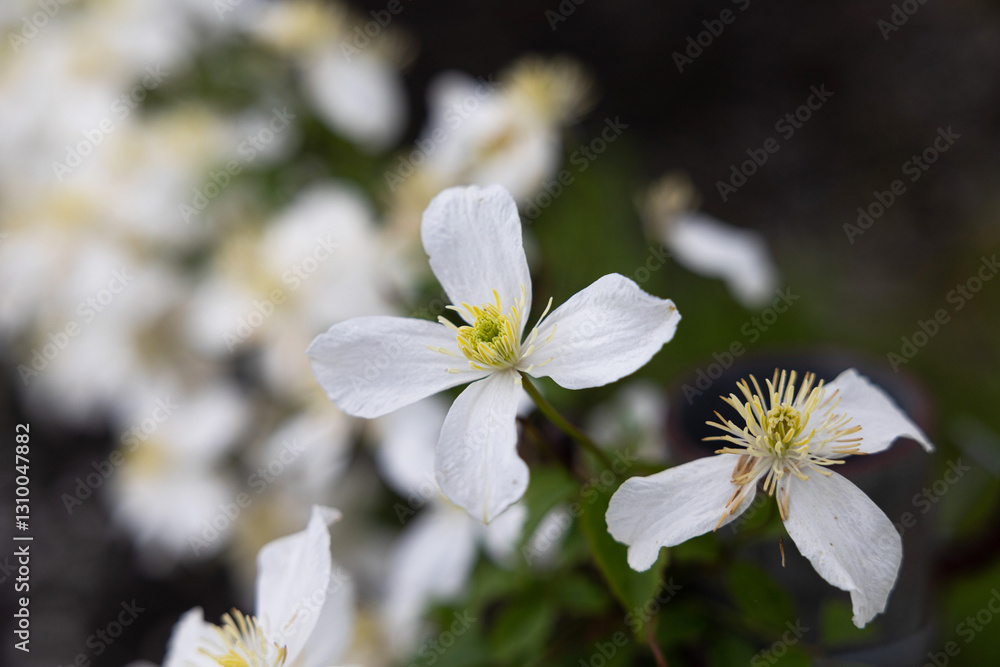 vista macro di vari fiori dai petali bianchi, di giorno, in estate