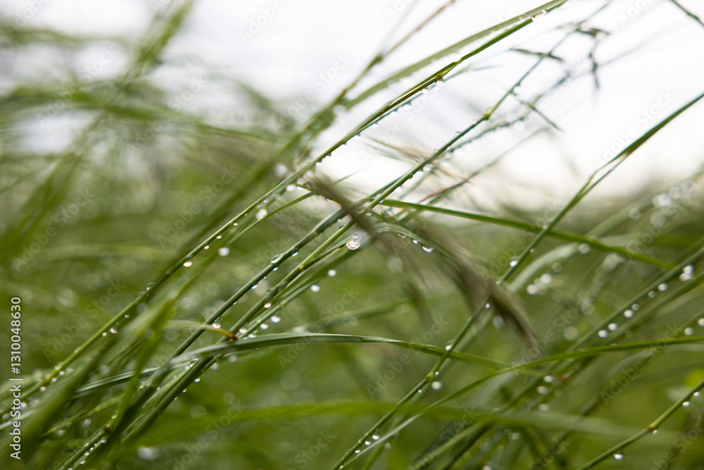 Erba alta bagnata dalla pioggia in un campo naturale in un ambiente di campagna, in estate