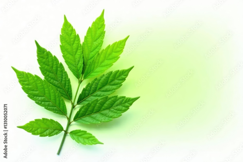 Fresh green leaves isolated on white background, nature, still life, foliage Fresh green leaves isolated on white background, nature, still life, foliage