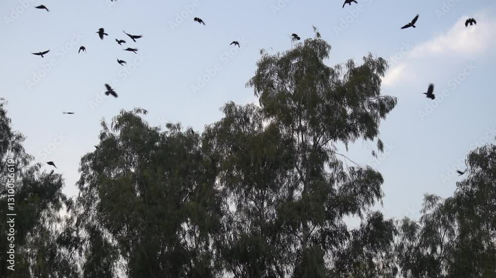 Flock of Birds Flying Over Lush Green Trees in the Evening Sky 4K Slow Motion Clip Flock of Birds Flying Over Lush Green Trees in the Evening Sky 4K Slow Motion Clip