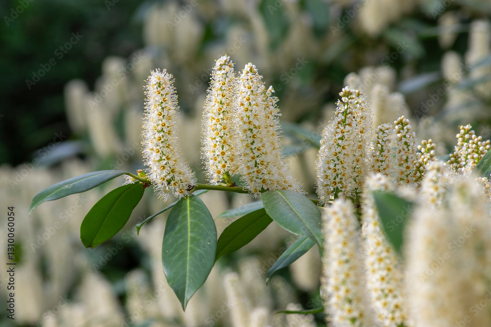 Prunus laurocerasus cherry laurel flowering plants, group of white flowers on bush branches in bloom, green foliage