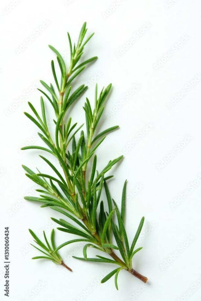 sprigs of rosemary in a sparse formation on white, earthy, greenery, botanical sprigs of rosemary in a sparse formation on white, earthy, greenery, botanical