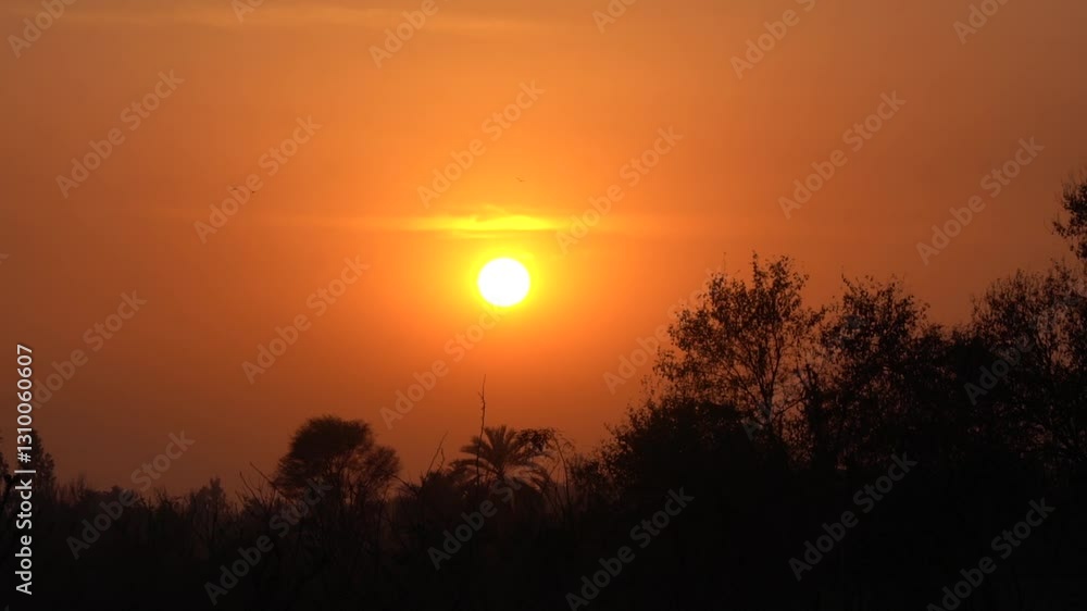 Stunning Golden Sunset Over a Silhouetted Forest – Tranquil Nature Scene in 4K Stunning Golden Sunset Over a Silhouetted Forest – Tranquil Nature Scene in 4K