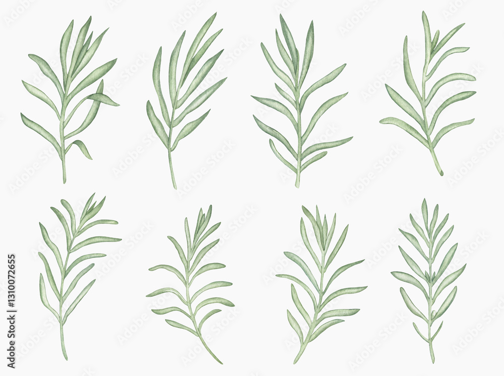Fototapeta premium Watercolor lavender green branches Hand painted branches with leaves isolated on white background.