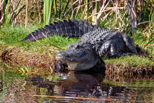 Large florida gator smiling with teeth