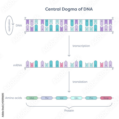 Central Dogma of DNA Translation and Transcription