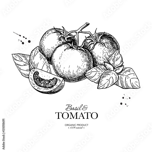 Tomato branch with basil leaves vector drawing. Whole and sliced tomatoes with basil sketch. Hand drawn food 