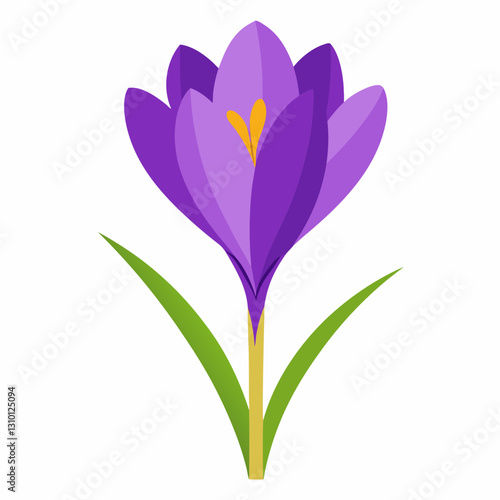 Vibrant purple crocus flower blooming in springtime garden setting