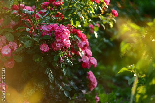 Beautiful lush rose bush with pink white petals, green leaves and unblown buds evening sun on warm summer evening. Flowering plants growing in garden outdoors