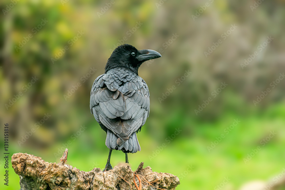 Obraz premium crow perched on a log cloudy day