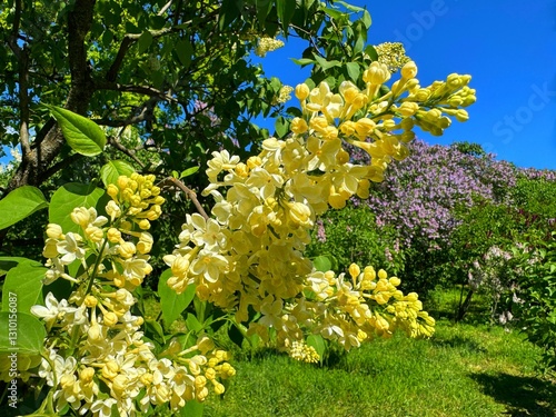 Yellow lilac Syringa vulgaris Primrose in spring garden.