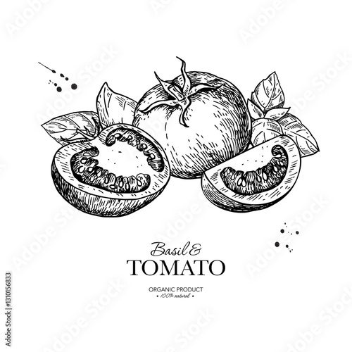 Tomato with basil leaves vector drawing. Whole and sliced tomatoes with basil branch sketch. Hand drawn illustration.