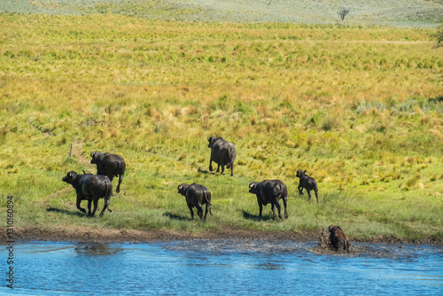 Water buffalo, Bubalus bubalis, species introduced in Argentina, La Pampa province, Patagonia. photo