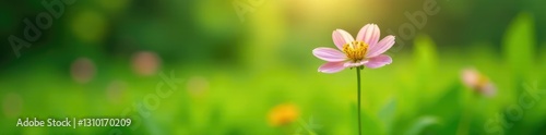 Single flower in soft focus with green foliage, bloom, landscape, nature