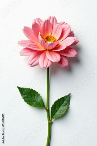 Single flower on a white background with texture, bloom, single