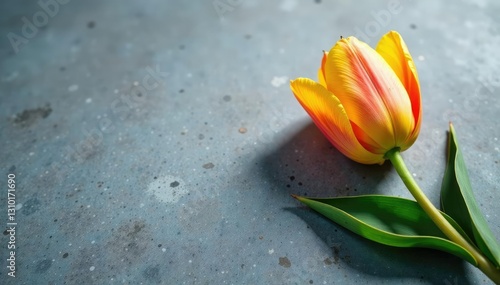 Tulip on gray concrete with subtle reflection, reflection, flower