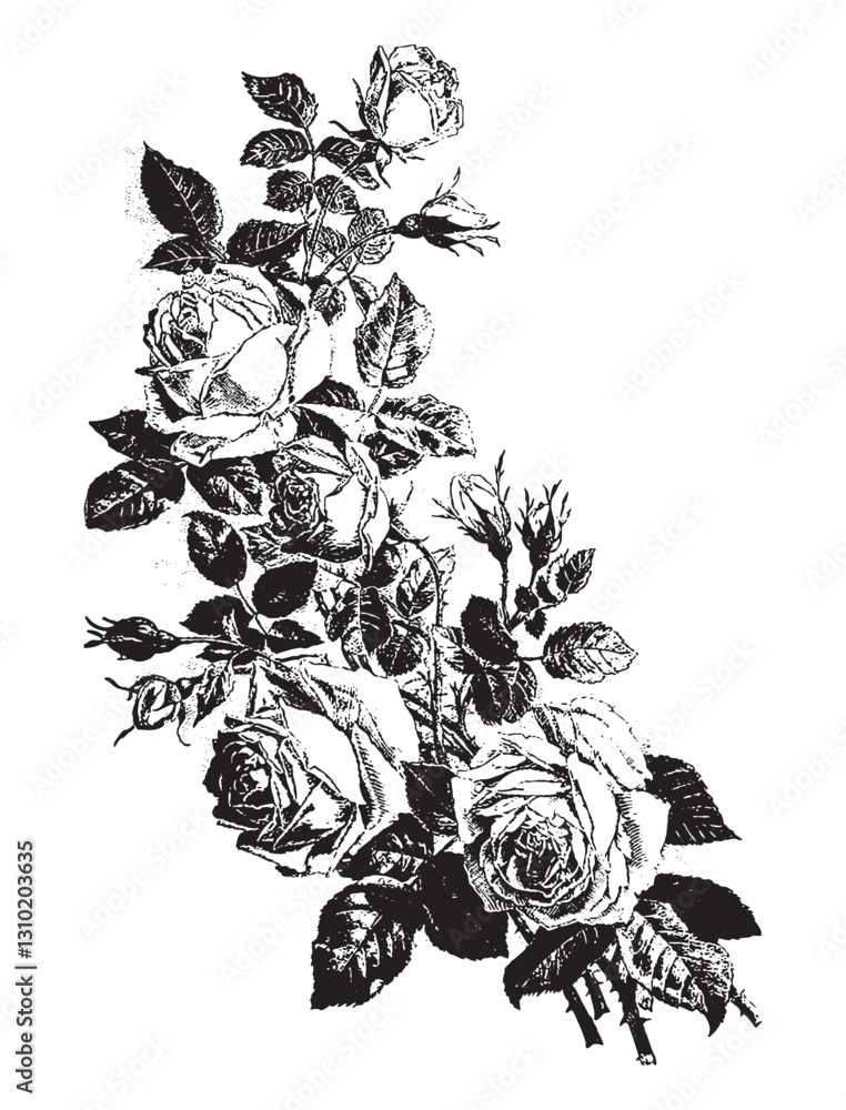 Vintage engraving of bouquet of roses