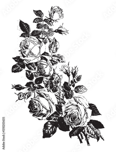 Obraz na płótnie Vintage engraving of bouquet of roses w salonie
