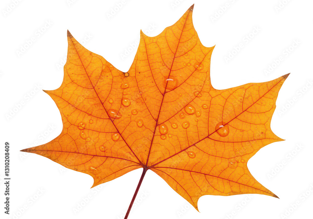An orange maple leaf with a detailed vein structure and crisp edges isolated on transparent background An orange maple leaf with a detailed vein structure and crisp edges isolated on transparent background