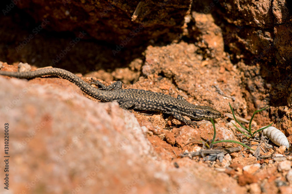 Fototapeta premium A moralis lizard sunbathing on the rocks. Selective focus. Copy space.