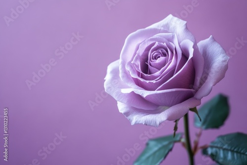 Purple Rose on Pink Background