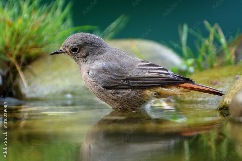 Female black redstart - Phoenicurus ochruros- looks into the water. Czech Republic.
