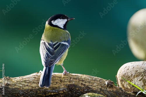  Great tit (Parus major) stands on a stick near stones. Czech Republic.