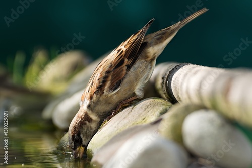 House sparrow, male drinking water from a bird's waterhole. Czechia.